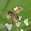 Chrysotoxum festivum, hoverfly, female, Alan Prowse